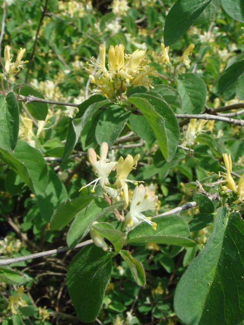 Lonicera xylosteum fleur